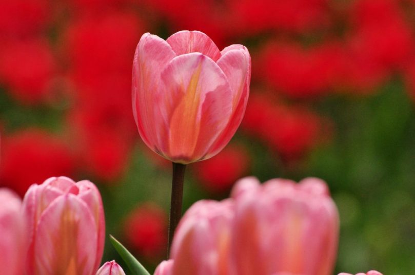 «Парад тюльпанов» в Крыму