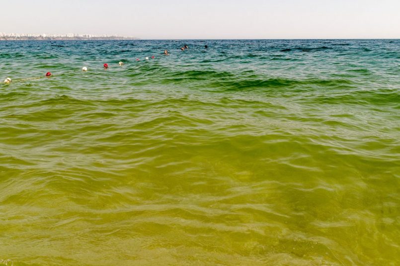 На пляжах Анталии позеленела вода