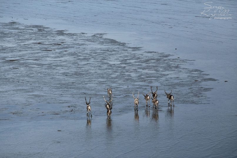 Море Лаптевых впервые не замерзло в конце октября