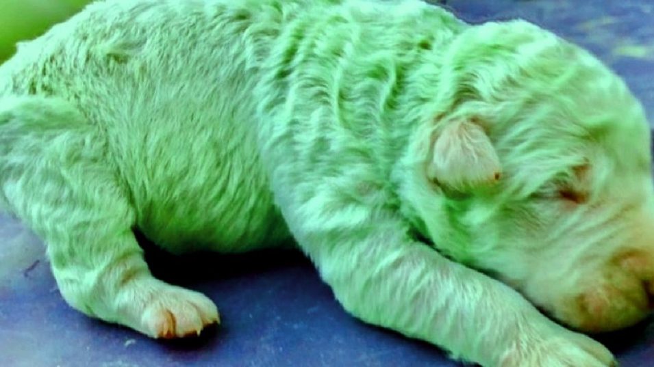 В Италии родился щенок редкого зеленого цвета. Его назвали Фисташкой