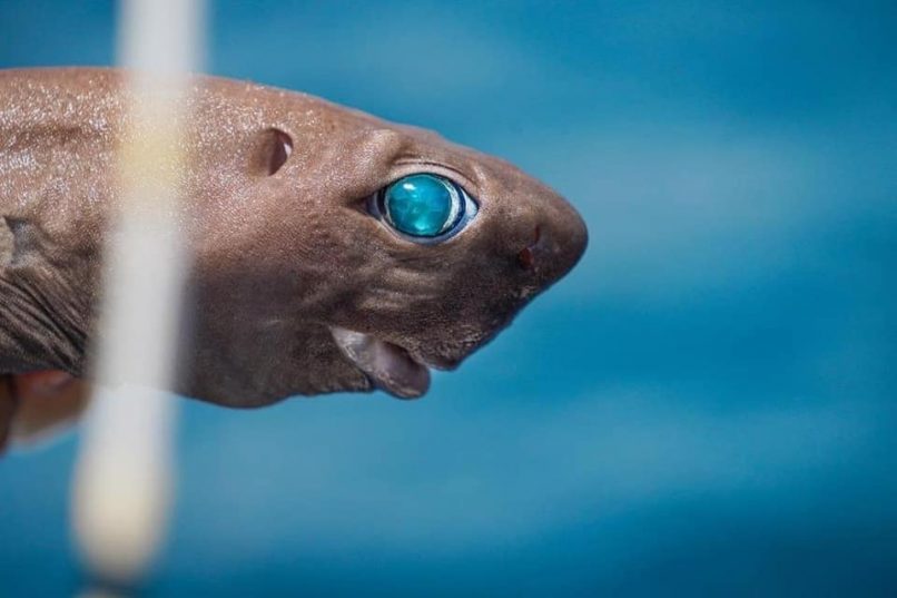 В море Анталии поймали акулу с изумрудными глазами.