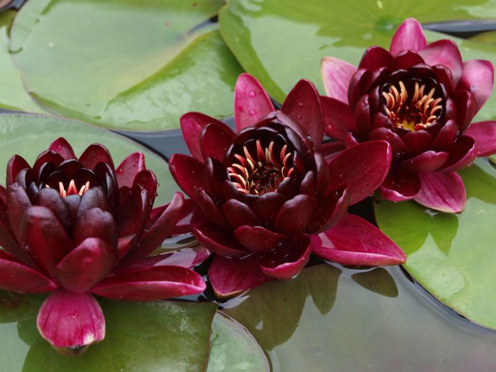 В селе Бардар распустились кувшинки разных сортов.