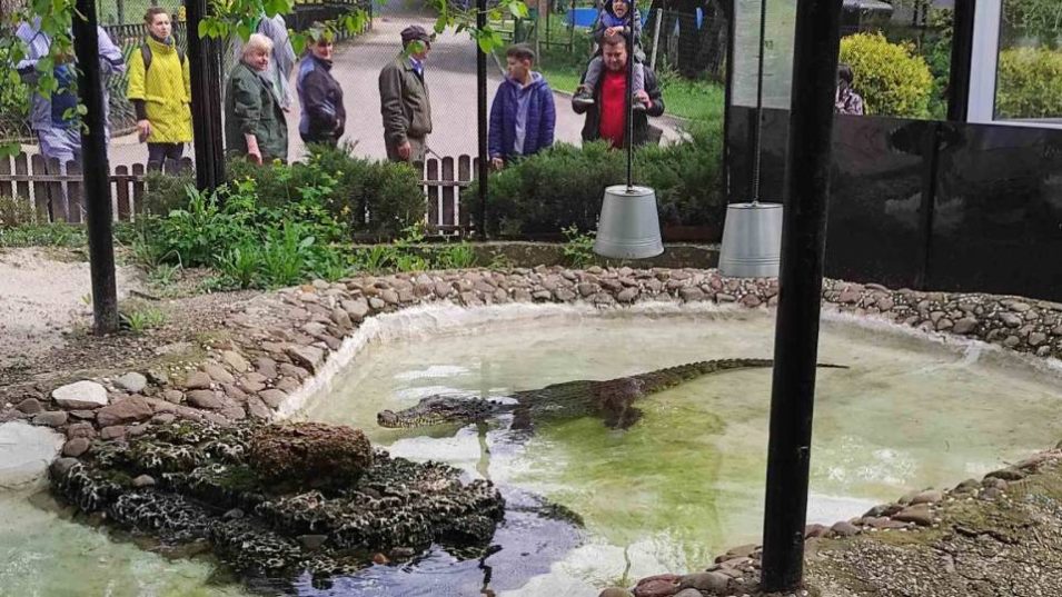 А вы уже знакомы с  крокодилицей Геннадией?