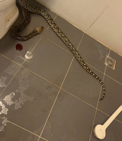 🐍 В Таиланде змея вылезла из унитаза и укусила сидевшего на нем мужчину