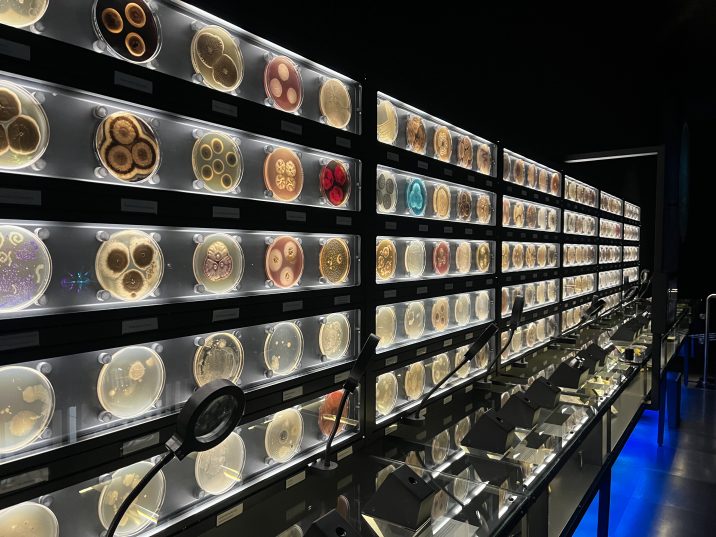 Амстердам - уникальный музей микроорганизмов.