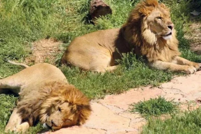 В Турции открывают первый сафари-парк хищников