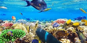 💋 Sharm💙 Egypt! 🐪 Лучшее время в декабре для вас!  Летим 12.12 !