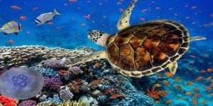 🌅Egipt-Marsa Alam cu zbor direct din Chisinau!