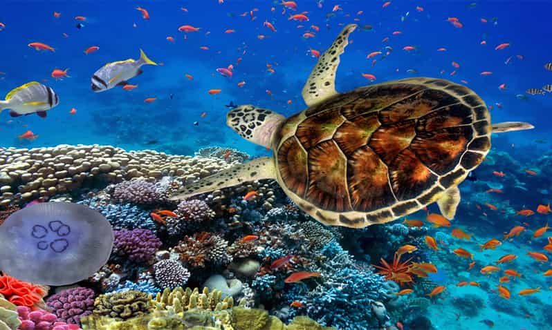 🌅Egipt-Marsa Alam cu zbor direct din Chisinau!