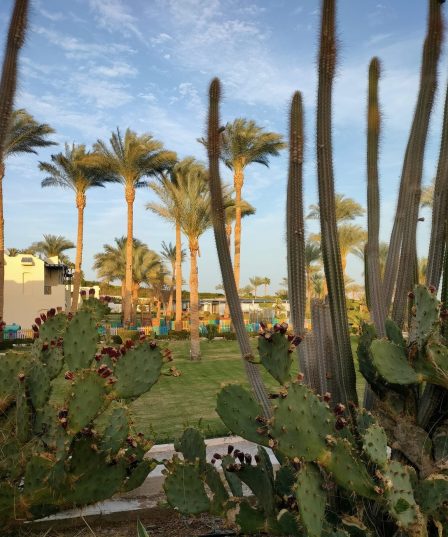 😍😍 👄💙💚 Egypt! Sharm! Grand Oasis Resort 4*+!💛💜