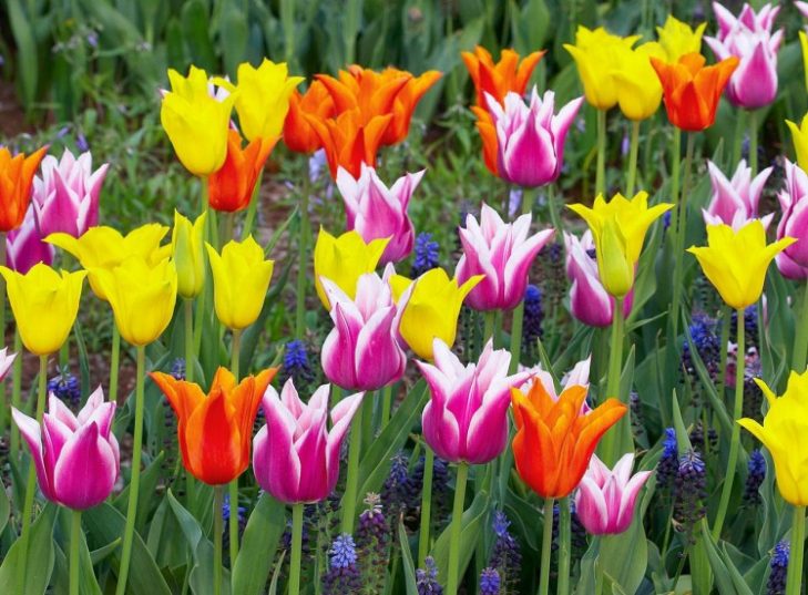 ВЕНСКИЙ ВАЛЬС  НА 8 МАРТА!