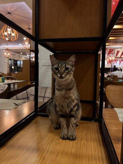 💜🤍 Turkey ждёт тебя! Вылет 03.05 – незабываемый отдых с ребёнком! ✈️🏖