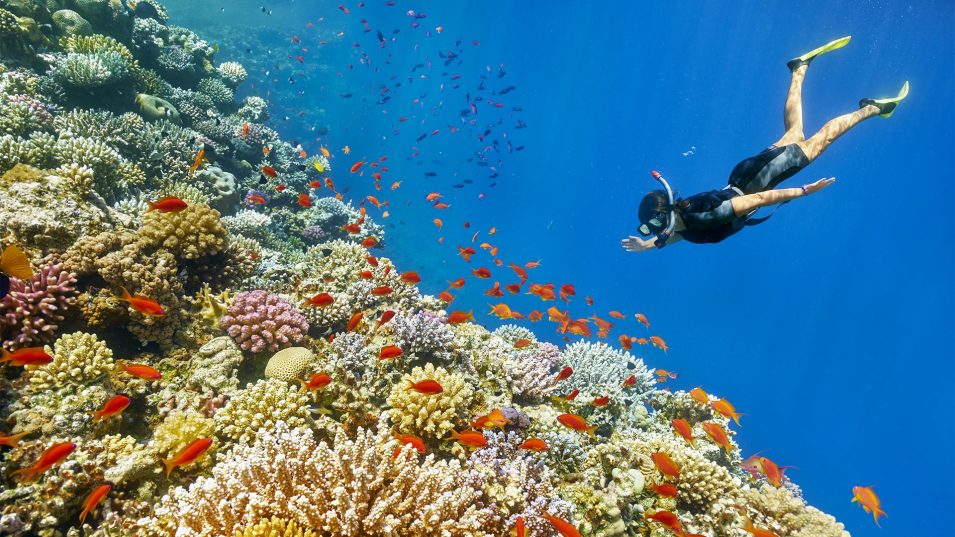 🌴Egypt!🌊Sharm El Sheikh 🐚