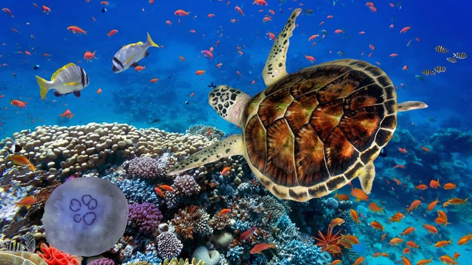 ❤️‍🔥МАРСА АЛАМ ИЗ КИШИНЕВА