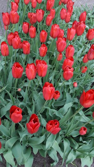 ФЕСТИВАЛЬ ТЮЛЬПАНОВ В СТАМБУЛЕ!