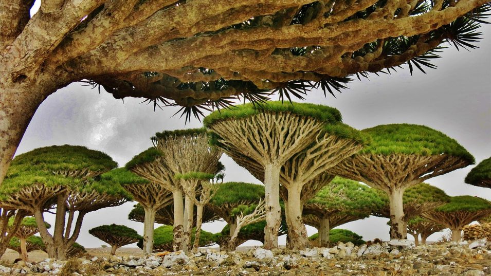 Групповой тур на остров Сокотра - 8 дней ⏰ДАТА: 2 - 10 марта 2026 💰СТОИМОСТЬ: 3150 евро