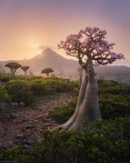 Групповой тур на остров Сокотра - 8 дней ⏰ДАТА: 2 - 10 марта 2026 💰СТОИМОСТЬ: 3150 евро